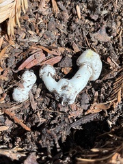 Agaricus xanthodermus