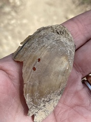 Utterbackia imbecillis