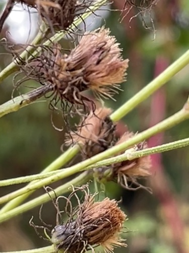 Vernonia noveboracensis