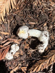 Agaricus xanthodermus