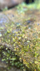 Fissidens bryoides