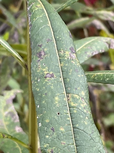 Vernonia noveboracensis