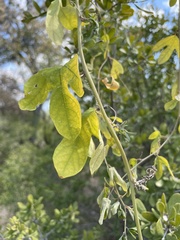 Passiflora affinis