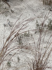 Schizachyrium scoparium