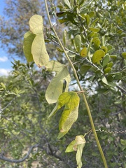 Passiflora affinis