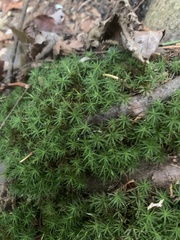 Polytrichum formosum