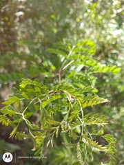 Robinia pseudoacacia