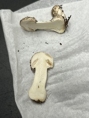 Agaricus xanthodermus