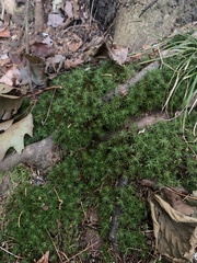 Polytrichum formosum
