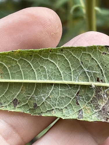 Vernonia noveboracensis