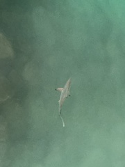 Carcharhinus