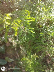 Robinia pseudoacacia