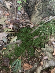 Polytrichum formosum