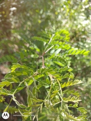 Robinia pseudoacacia
