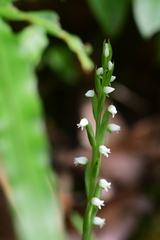 Peristylus intrudens