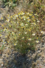 Anthemis cotula