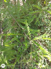 Robinia pseudoacacia