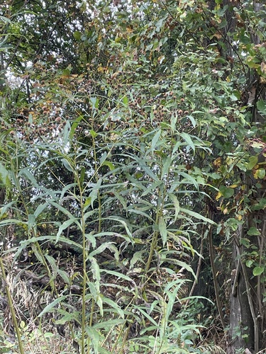 Vernonia noveboracensis