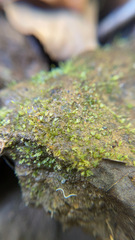 Fissidens bryoides