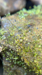 Fissidens bryoides