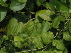Passiflora vesicaria
