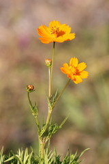 Cosmos bipinnatus