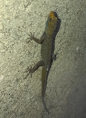 Gonatodes albogularis albogularis