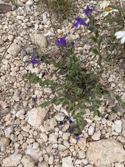 Scutellaria wrightii