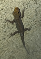 Gonatodes albogularis albogularis