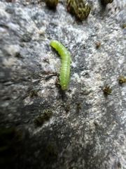 Tenthredinoidea