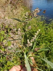 Rumex californicus