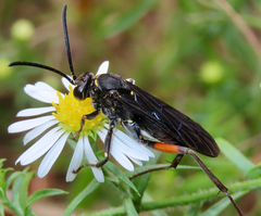 Ceropales bipunctata
