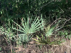 Coryphoideae