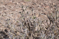 Cylindropuntia ramosissima