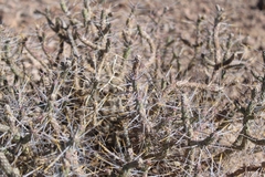 Cylindropuntia ramosissima