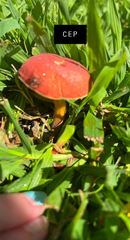 Lanmaoa pseudosensibilis