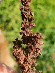 Rumex californicus