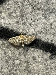 Anageshna primordialis