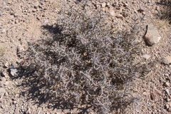 Cylindropuntia ramosissima