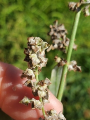 Rumex californicus
