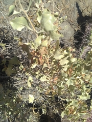 Atriplex lampa