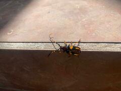 Dendrobias mandibularis