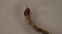 Paratanytarsus austriacus