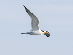 Thalasseus maximus