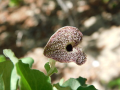 Aristolochia monticola
