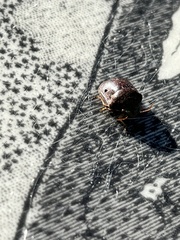 Diolcus chrysorrhoeus