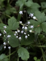 Tiarella trifoliata trifoliata