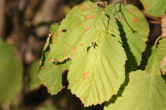 Corylus avellana