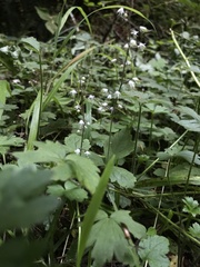 Tiarella trifoliata trifoliata