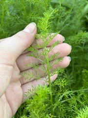 Achillea millefolium